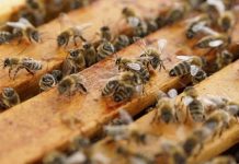 Διήμερο Σεμινάριο Μελισσοκομίας στα Ιωάννινα (30-31/03/19)