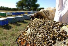 Δωρεάν Σεμινάρια Μελίσσοκομίας απο την ANEL στην Αθήνα