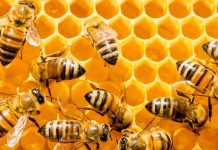 Τρίκαλα: Δωρεάν εκπαίδευση στη Μελισσοκομία και στο «Θερινό Σχολείο» από το πρόγραμμα «Νέα Γεωργία για τη Νέα Γενιά»