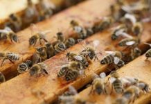 Σεμινάριο Μελισσοκομίας από τον Μελισσοκομικό Σύλλογο Κοζάνης (14/4/19)