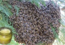 Συνταγή αλοιφής μελισσόχορτου για σύλληψη αφεσμών