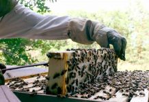 Μελισσοκομικό Πρόγραμμα Στήριξης Μικρών Νησιών Αιγαίου Πελάγους