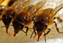 Τροφοδοσία µε στόχο τη διέγερση της ωοτοκίας της βασίλισσας και τη γρήγορη ανάπτυξη του µελισσιού.