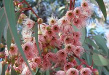 Μελισσοκομικά φυτά: Eucalyptus Torquata – Ευκάλυπτος ο κολλαρωτός