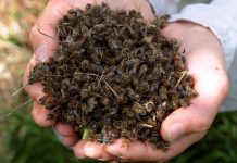 Έντομα – στυλοβάτες της ζωής εξαφανίζονται 8 φορές πιο γρήγορα από τα υπόλοιπα είδη