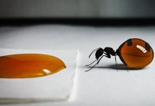 Τα Μυρμήγκια του Μελιού