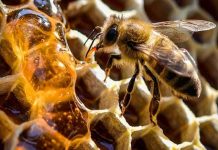 Στήριξη ίδρυσης και λειτουργίας εργαστηρίων ανάλυσης μελιού και λοιπών προϊόντων κυψέλης