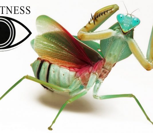 Επιμορφωτικό ντοκιμαντέρ με θέμα τα έντομα