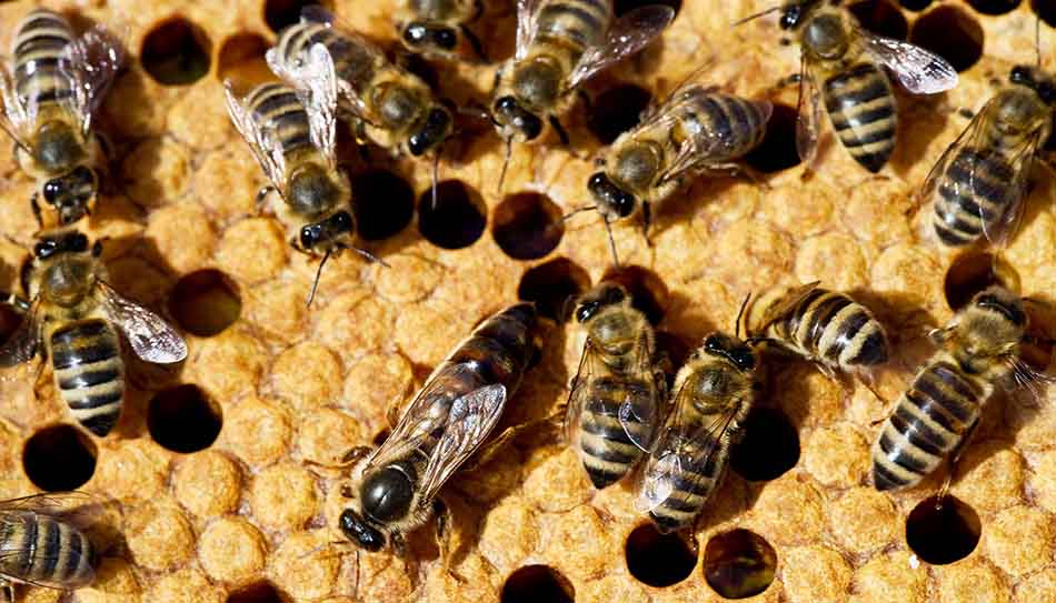 ekpaideuseis-melissokomon-2019