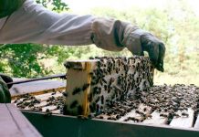 Δωρεάν τριήμερη εκπαίδευση μελισσοκομίας στο Μακροχώρι Ημαθίας