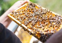 Λάρισα: Τριήμερη Εκπαίδευση στην Μελισσοκομία (24-26/06/2019)