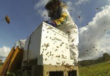 Ταχύρρυθμη εκπαίδευση μελισσοκόμων στο Κέντρο «Δήμητρα» Κομοτηνής (1-3/7/2019)