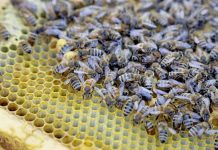 Εκπαίδευση μελισσοκόμων στην Καστοριά