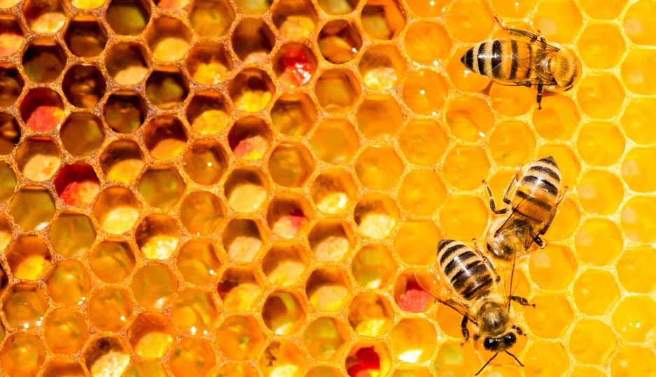 ekpaideusi-melissokomon-skydra