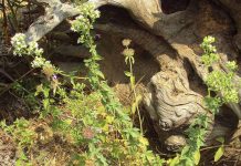 Ελλάδα, ένας βοτανικός παράδεισος που βρίσκεται σε κίνδυνο