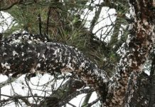 Ο Έλληνας "εργάτης του πεύκου" μετοίκησε στην Αυστραλία