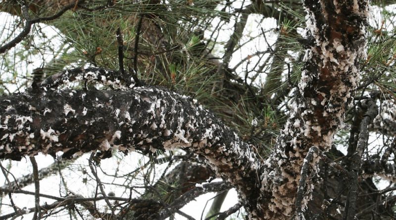 marchalina-hellenica