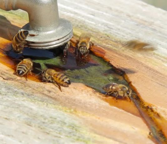 Εξασφάλιση νερού για τις µέλισσες