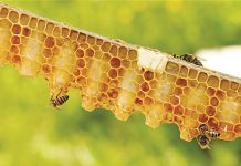 Μελισσοκομία, η… δύσκολη υπόθεση που γνωρίζει άνθιση τα τελευταία χρόνια