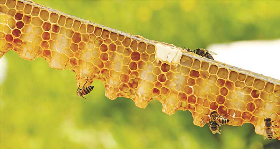 melissokomikos-sillogos-rethimnou-melitteys