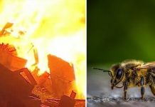 Ο μελισσοκόμος, οι δασικές πυρκαγιές και η πρόληψή τους