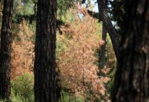 Φλοιοφάγο έντομο έχει προσβάλει δέντρα στο Σέιχ Σου της Θεσσαλονίκης