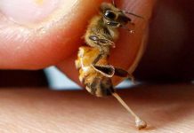 Εμβόλιο κατά της αλλεργίας στο τσίμπημα των μελισσών δοκιμάστηκε με επιτυχία