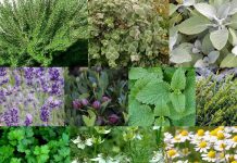 Αφιέρωμα στην καλλιέργεια Αρωματικών και Φαρμακευτικών Φυτών