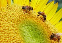 Μελισσοκομικά φυτά του καλοκαιριού