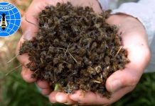 Διεθνές μητρώο καταγραφής των τοξικών συμβάντων στις μέλισσες