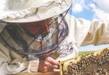 Τριήμερο σεμινάριο μελισσοκομίας στο Μεσολόγγι