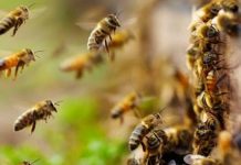 Τριήμερο σεμινάριο μελισσοκομίας στα Χανιά