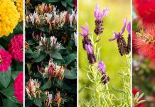 17 φυτά που προσελκύουν τις μέλισσες στον κήπο μας
