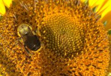 Η γύρη γράφει τη δική της ιστορία. Επιστημονική μελέτη του ΑΠΘ