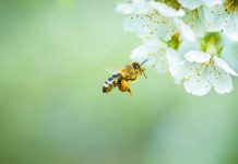 «Σώστε τις μέλισσες και τους αγρότες»