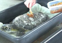 Ζωολογικός κήπος στην Φλόριντα χρησιμοποιεί μέλι για να θεραπεύσει τραυματισμένες θαλάσσιες χελώνες (Βίντεο)