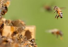 Έως 31 Δεκεμβρίου οι δηλώσεις Κυψελών Διαχείμασης για το έτος 2019