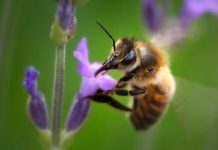 H μέλισσα ανακηρύχθηκε το πιο σημαντικό έμβιο ον στον πλανήτη