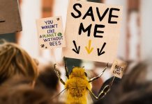 H «Β» είναι η πρώτη μέλισσα… influencer