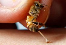 Το δηλητήριο της μέλισσας