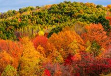 Μελισσοκομικοί χειρισμοί Νοεμβρίου