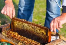 Εκπαιδευτικό Πρόγραμμα Μελισσοκομίας σε Χαλκίδα, Λάρισα και Τρίκαλα