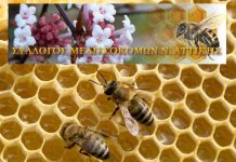 ΑΤΤΙΚΗ: Επιμορφωτικό Πρόγραμμα Μελισσοκομίας (19-20 Νοεμβρίου 2019)