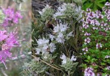 Το άρωμα του μύθου, του θύμου οι αλήθειες