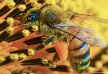 Η ΕΕ απαγόρευσε εντομοκτόνο που είναι βλαβερό για τις μέλισσες