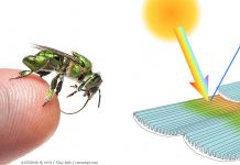 Γιατι ορισμένα έντομα ιριδίζουν στο φως;