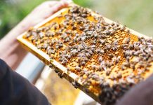 Πρόγραμμα Βελτίωσης Παραγωγής & Εμπορίας Προϊόντων Μελισσοκομίας 2020-2021-2022