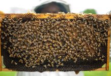 Διημερίδα Μελισσοκομίας στο Γεωπονικό Πανεπιστήμιο Αθηνών (1-2 Φεβρ. 2020)