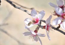 Αμυγδαλιά (Prunus amygdalus)