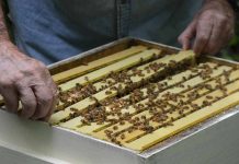 Διαδικασία εγκατάστασης μελισσοκόμων σε δάση ακακίας για το 2020 στα αποκατεστημένα ορυχεία της ΔΕΗ στο ΛΚΔΜ